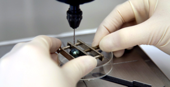 Científicos suizos extraen por primera vez el ADN de las perlas, lo que permitirá datar su edad y su origen