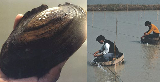 Ostra adulta de la variedad Hyriopsis Schlegeli . A la derecha, cultivadores de perlas en el Sudeste asiático.