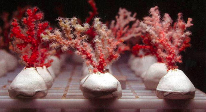 Esquejes de Corallium japonicum listos para su transplante al mar. Foto: Shu Nakachi, de la Asociación para la Protección del Coral Precioso.