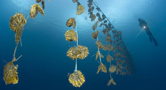 Una 'granja' de perlas cultivadas en las islas Fiji, en el Pacífico Sur. 